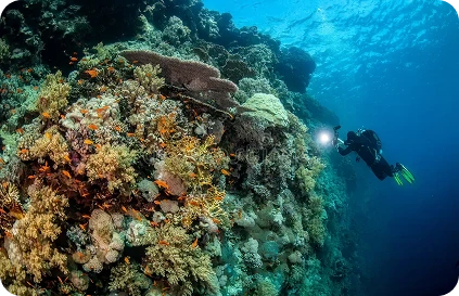 Discover the Best Diving Spots in the Red Sea