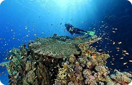 Special Offer: Early Bird Discount