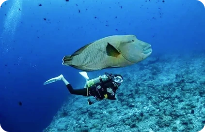 Discover the Best Diving Spots in the Red Sea