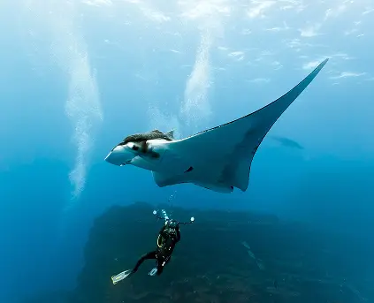 North Reefs, Wrecks, Tiran