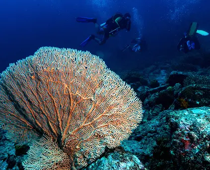 North Reefs, Wrecks, Tiran