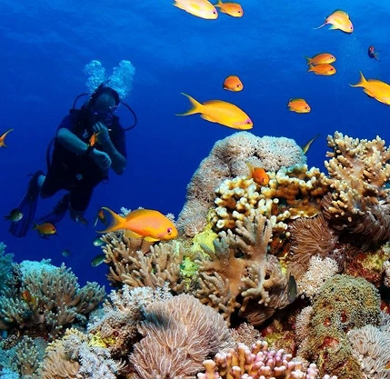 North Reefs, Wrecks, Tiran