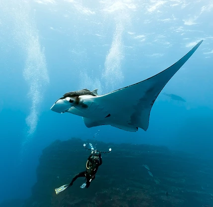 North Reefs, Wrecks, Tiran