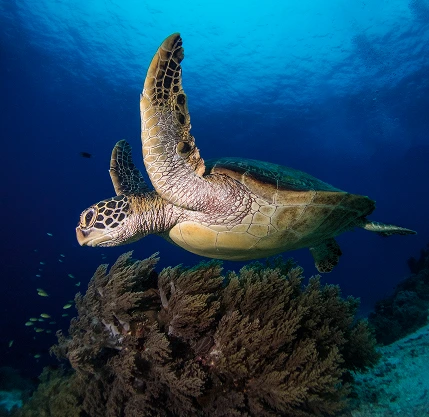 North Reefs, Wrecks, Tiran